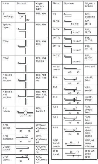 Figure 1. DNA constructs used in this study. Substrates were prepared by annealing the oligonucleotides indicated followed by puriﬁcation fromnative polyacrylamide gels