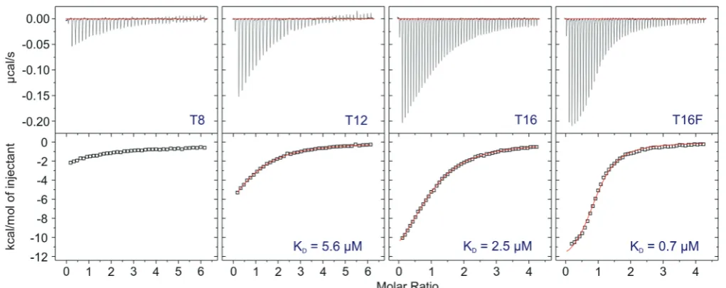 Figure 4. DNA substrate preference of XPD. The ﬁgure shows representative 12% acrylamide:TBE gels
