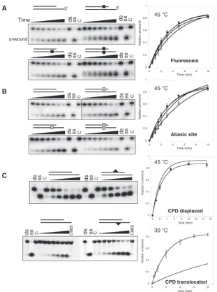 Figure 5. DNA modiﬁcations on the displaced or translocated strands do not aﬀect the helicase activity of XPD