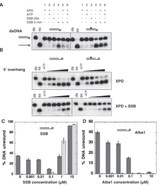 Figure 6. The inﬂuence of DNA binding proteins on the helicase activity of XPD. (control DNA substrate (10 nM, Figure 1) and increasing concentrations of SSB for 3 min