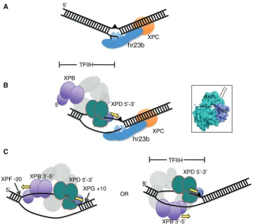 Figure 7. Model for the early steps in the eukaryal nucleotide excision repair pathway