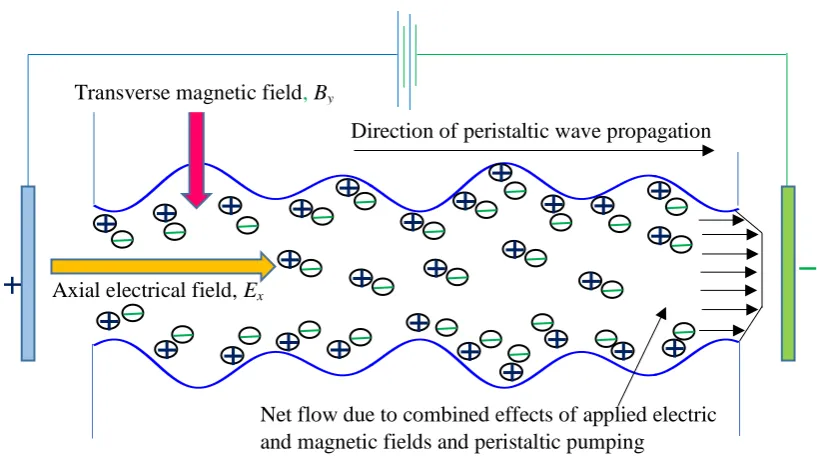 Figure 1: Schematic of the peristaltic transport of an aqueous electrolyte solution with couple stress through a parallel micro-channels induced by axial electric field and transverse magnetic field