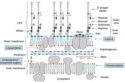 Figure 1.1.1 Schematic view of the inner and outer membranes of E. coli K-12. In the