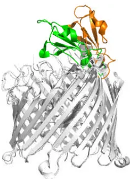 Figure 1.3.3.2 Conformational changes in Cir upon ligand binding. A superposition of