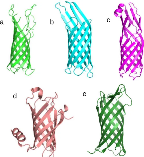 Figure 1.3.4.1 A gallery of 8-stranded β-barrel proteins. (a) OmpA (PDB code: 1BXW) 