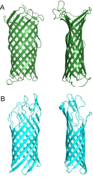 Figure 1.3.4.2 Structures of OmpT (PDB