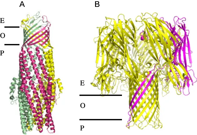 Figure 1.3.4.4 Structure of TolC (PDB code: 1EK9) and α-haemolysin (PDB code: 7AHL). 
