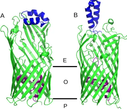 Figure 1.3.4.6 Structure features of TodX (A, PDB code: 3BSO) and FadL (B, PDB code: