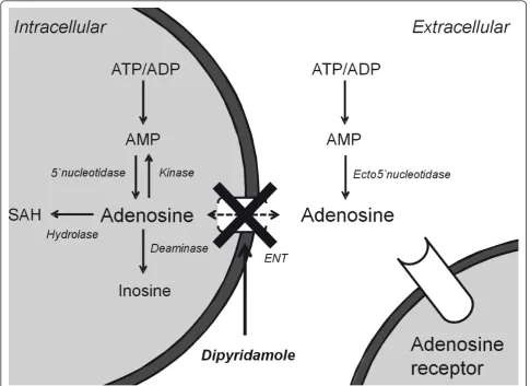 Figure 1 Schematic representation of the adenosine metabolismof the nucleoside transporter
