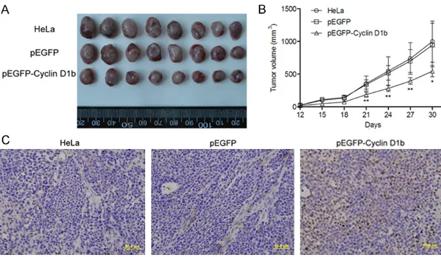 Figure 4. Upregulation of cyclin D1b inhibited the proliferation of cervical cancer cells and induced cell apoptosis in vivo