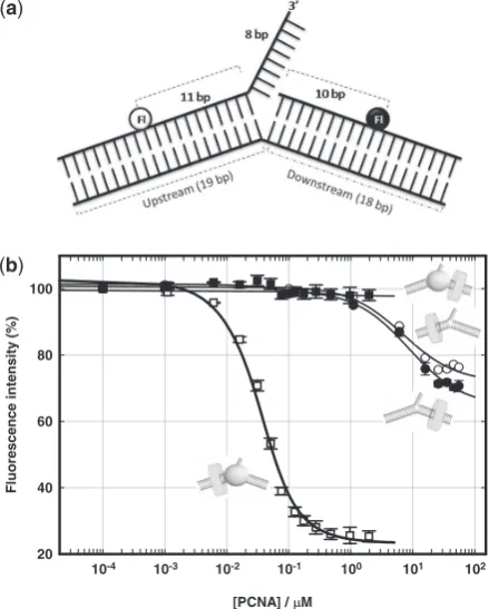 Figure 1. PCNA loading onto ﬂap substrates is directed by XPF. (10 mM CaClSchematic of the DNA constructs used to monitor PCNA assemblyonto the ﬂap susbtrate