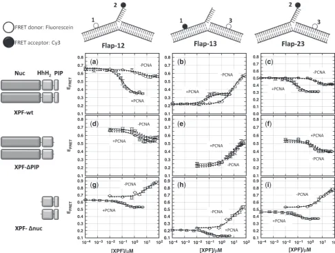 Table 2. Summary of binding data obtained for the diﬀerent FRET vectors studied in the presence of wild type XPF, and related mutantslacking the PCNA-interacting PIP box (XPF-�PIP) and the nuclease domain (XPF-�nuc)