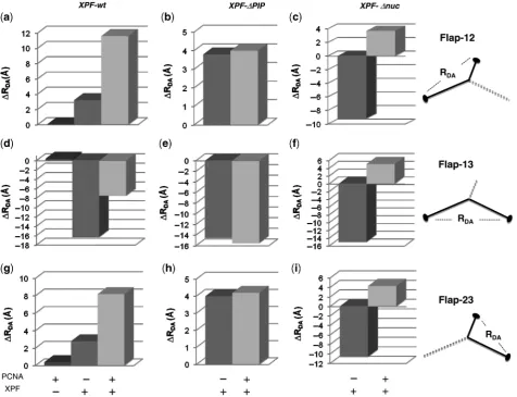 Figure 3. Comparison of relative changes in dye-to-dye distances (Aeﬃciencies obtained following the (ratio)(decrease in inter-dye distance, respectively