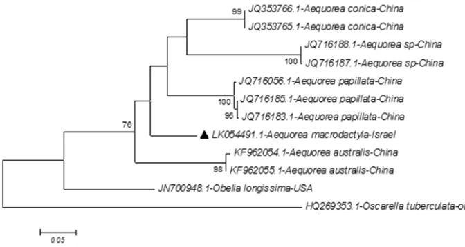 Figure 3. Evolutionary tree for Israeli Aequorea macrodactyla by mtDNA 16S marker compared with other members of Aequorea