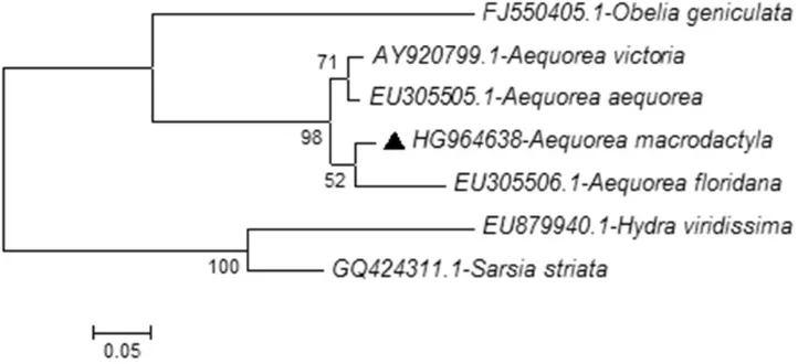 Figure 5. An evolutionary tree of Israeli Aequorea macrodactyla by 28S rDNA marker based on speci-mens from Sdot Yam and Haifa bay (marked by black triangle)