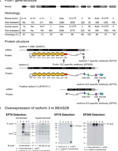 Figure 1. Pcdh1 gene-structure and isoforms. (A) Two novel exons were detected at the 59end of PCDH1, and one novel exon on the 39end ofPcdh1