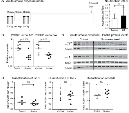 Figure 4. Pcdh1 mRNA expression levels decrease after acute smoke exposure. (A) In the acute smoke exposure model, mice were exposedto 10 cigarettes, with a 20 min rest period in between two sessions of 5 cigarettes, or to air as a control
