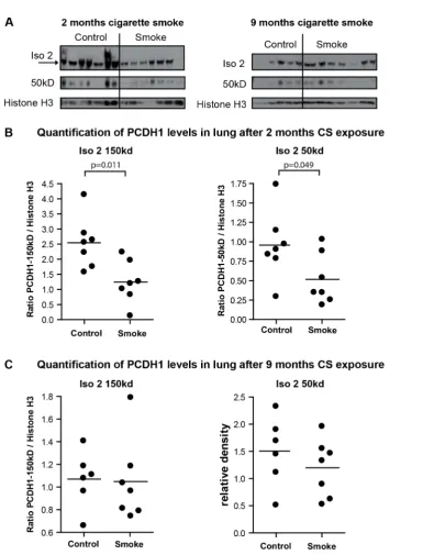 Figure 5. Pcdh1 protein levels are reduced after 2 months of cigarette smoke exposure