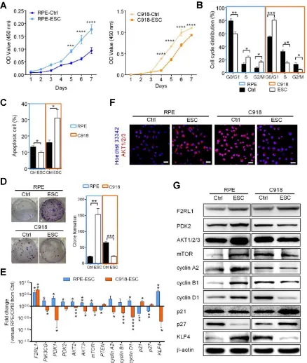 Figure 5. The ESCMe can suppress the aggressive phenotype of tumor cells while preventing the senescence of normal somatic cells in vitroof RNA expression in RPE and C918 cells from the ESC group compared with those in the Ctrl group (n = 3 biological repe