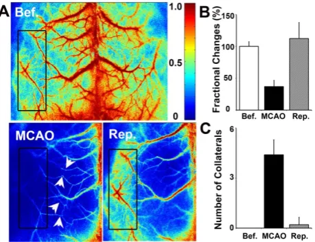 Figure 4. Reduced brain infarct volume and neurological severity score in rapamycin-treated miceper group, *volumes (