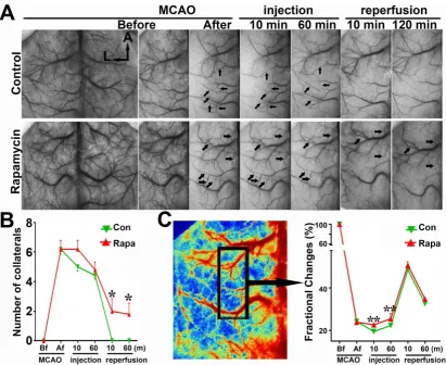 Figure 6. LSCI shows that rapamycin improves the blood supply in the MCA territory. A) Laser speckle imaging shows the effect of rapamycin on the promotion of cortical collateral circulation before and immediately after 10 and 60 min of MCAO and after 10 a