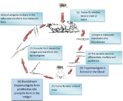 Figure 1-1. The life cycle of  T. brucei in the vector and in the host; numbers represent the number of stages in order 