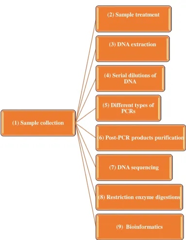 Figure 2-1. The methods that were followed in this study; the protocols are arranged in numerical order