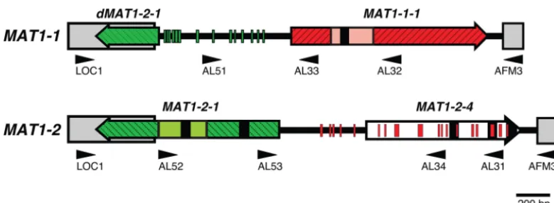 FIG 1 MATthebetween boxes and arrows represent idiomorph sequence. Smaller red and green segments represent regions between 10 and 29 bp in length withMAT1-1-1 locus of Aspergillus lentulus