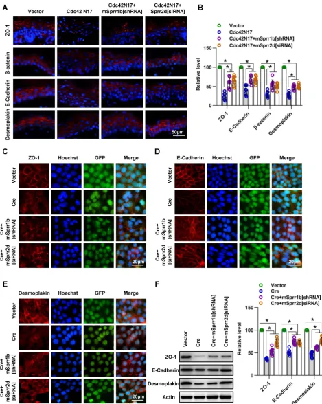 Figure 9. SPRR1B and SPRR2D are partially responsible for altered intercellular junctions and skin barrier dysfunction resulting from Cdc42 suppression