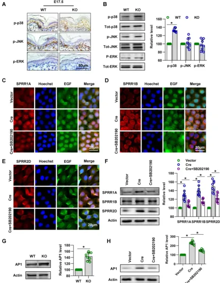 Figure 10. Cdc42 regulates the expression of the SPRR family through the MAPK1-AP-1 signaling pathway