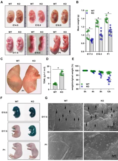 Figure 1. Cdc42 knockout mice show rapid postnatal lethality and abnormal inside-out and outside-in barrier function