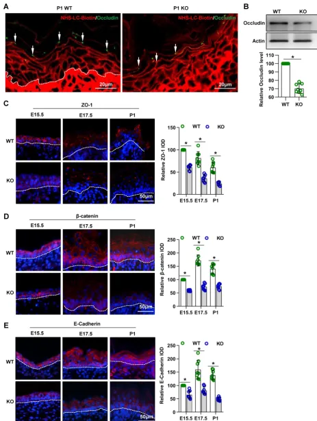 Figure 4. Cdc42 deficiency results in abnormal TJs and adherens junctions in the epidermis