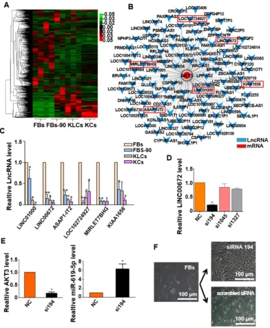 Figure 6. Expression of LINC00672 was decreased during epidermal cellular conversion. (A) Heat-map of differentially expressed genes determined by carrying out lncRNA-microarray analysis on FBs, FBs-90, KLCs, KCs