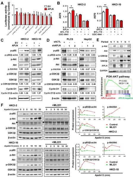 Figure 5. APLN activates PI3K/Akt signaling. analysis.(internal control) in HKCI-10 cells