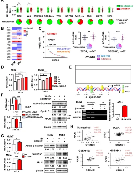 Figure 2. APLN is a downstream target of WNT/βprotein for 24h promoted the transcription of APLN in a dose-dependent manner