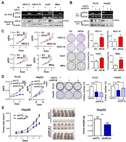 Figure 3. APLN promotes cells proliferation. empty vector (EV). Ectopic expression of APLN was confirmed by RT-PCR (Top panel) and western blot analysis (Bottom panel)
