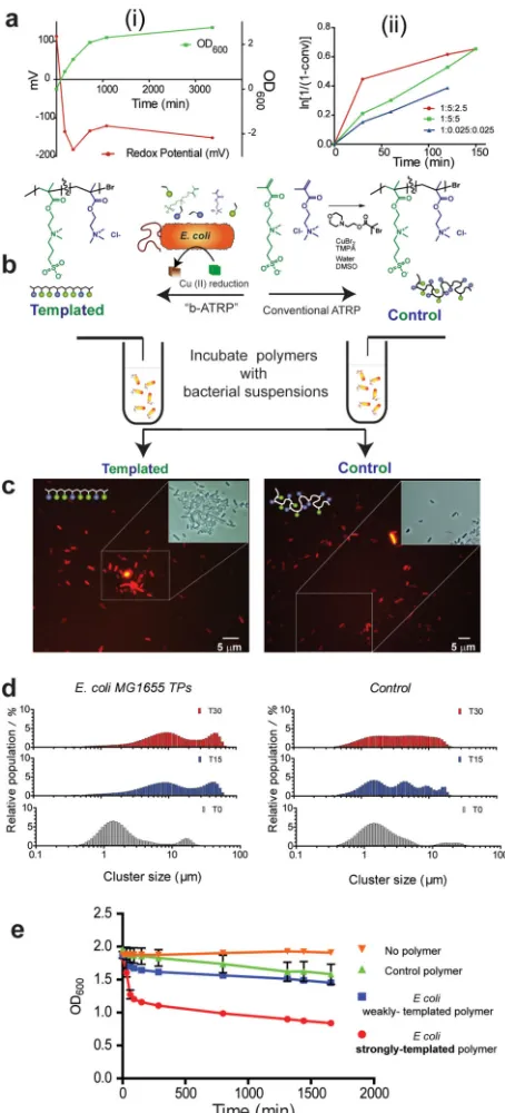 Figure 2. Generation of a reductive environment during bacteria-instructed synthesis and evaluation of the cell-binding properties of the resultant polymersPolymers grown in the presence of bacteria (‘templated’) exhibit different properties compared to th