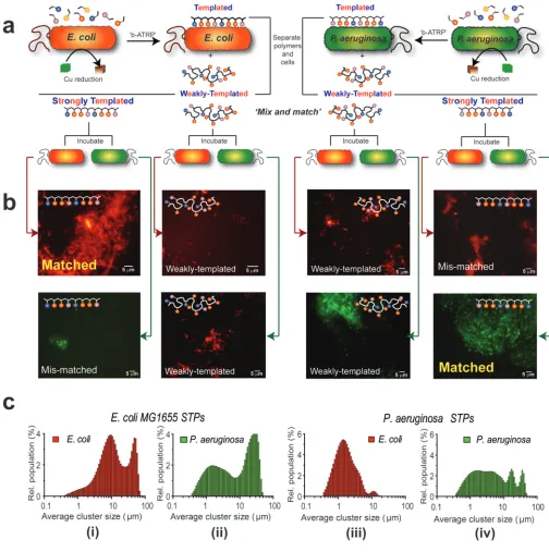 Figure 3. Demonstration of self-selective microbial binding by ‘bacteria-instructed polymers’In (A) the experimental design for the cell-selective polymer binding assays is shown