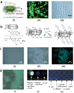 Figure 4. Synthesis in presence of pathogen analogue bacterial strains and in situ labelling of clinical isolates