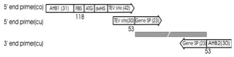 Fig. 1Barspeciﬁc) primer (cu) contains overlap sequence of 30 bp with thecommon primer and the gene speciﬁc sequence of 23 bp