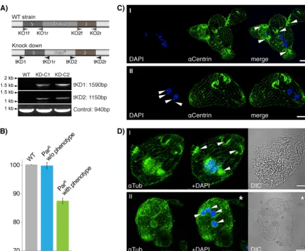 FIG 2 Macronuclear knockdown ofTTHERM_00127110 served as a PCR control. The primer pairs KO1f and KO1r and KO2f and KO2r were used to amplify the upstream and downstream ﬂankingregions of the TtALV2