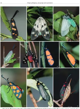 Figure 2. Phenotypic diversity in burnet moths on page 18 of the book.