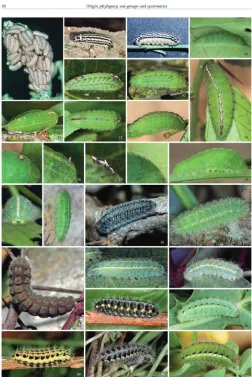 Figure 3. Larval diversity in burnet moths on page 20 of the book.