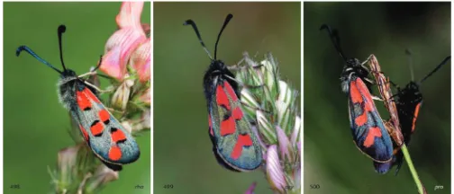 Figure 4. An example of the distribution and zoogeography of burnet moths on page 136 of the book.