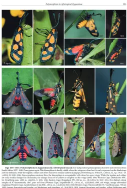 Figure 6. An example of the polymorphism in burnet moths on page 385 of the book.