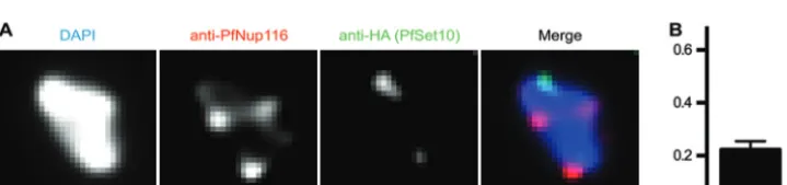 FIG 3 Colocalization of gene expression sites with nuclear pores. (A) Combination of anti-PfNup116 immunoﬂuorescence staining with RNA FISH using aprobe against the active var gene expressed in the 3D7-G7 clone (PF3D7_0412700)