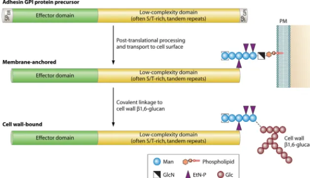 FIG 1 Generic structure and posttranslational processing steps leading to cell wall incorporation of fungal adhesins