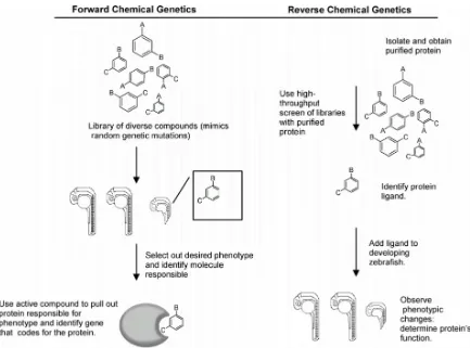 Figure 1.1 General overview of the discovery phase of the chemical genetic approach.11 An example of using forward and reverse chemical genetics methods to identify the possible protein target(s) in zebrafish was shown to explain the differnces between the