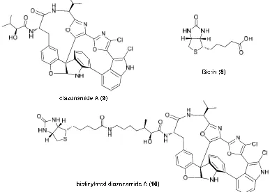 Figure 1.6 Chemical structure of diazonamide A (9), the biotinylated analog (10) and biotin (8)