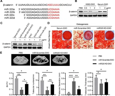 Figure 6. Exosomal miR-320 inhibits BMMSC osteogenesis. (A) Schematic diagram of the putative binding sites of the miR-320 family in the 3’UTR of treated as indicated